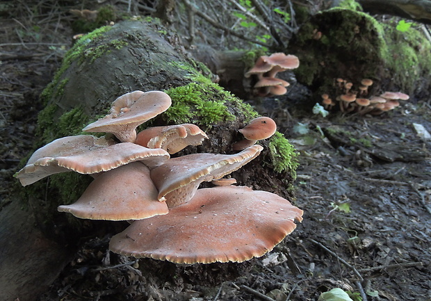 húževnatec pohárovitý Neolentinus schaefferi Redhead & Ginns