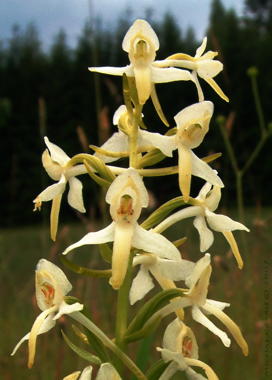 vemenník dvojlistý Platanthera bifolia (L.) Rich.