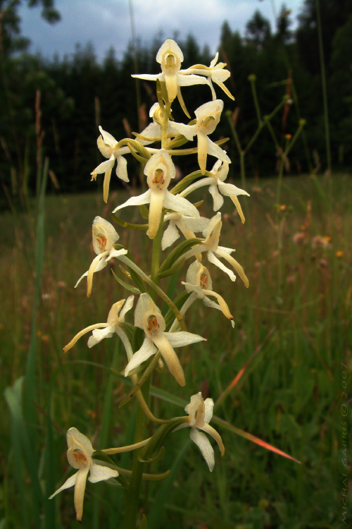 vemenník dvojlistý Platanthera bifolia (L.) Rich.