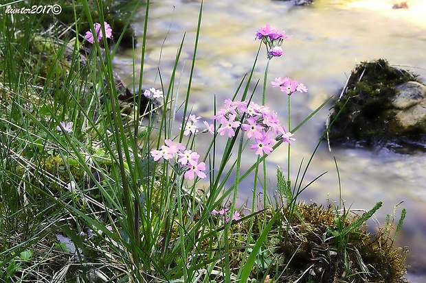 prvosienka pomúčená Primula farinosa L.