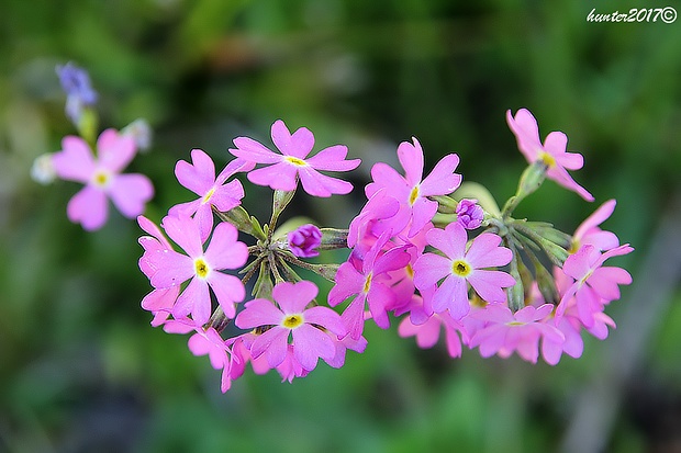 prvosienka pomúčená Primula farinosa L.