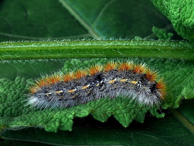 spriadač purpurový (sk) / přástevník angreštový (cz) Rhyparia purpurata Linnaeus, 1758