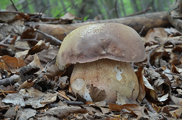 hríb sosnový Boletus pinophilus Pil. et Dermek in Pil.