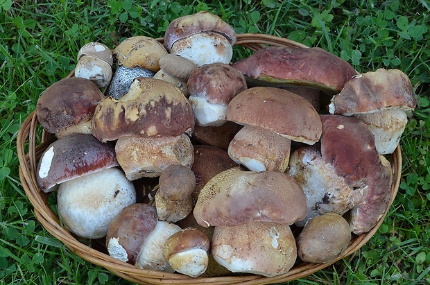 hríb sosnový Boletus pinophilus Pil. et Dermek in Pil.