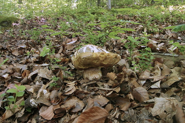 hríb sosnový Boletus pinophilus Pil. et Dermek in Pil.