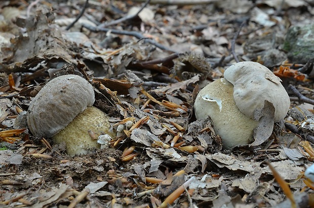 hríb dubový Boletus reticulatus Schaeff.