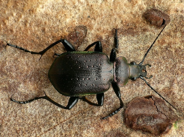 húseničiar hnedý (sk) / krajník hnědý (cz) Calosoma inquisitor Linnaeus, 1758