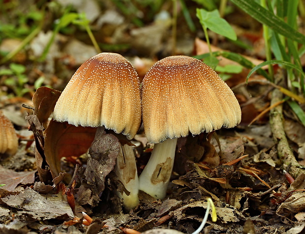 hnojník ligotavý Coprinellus micaceus (Bull.) Vilgalys, Hopple & Jacq. Johnson