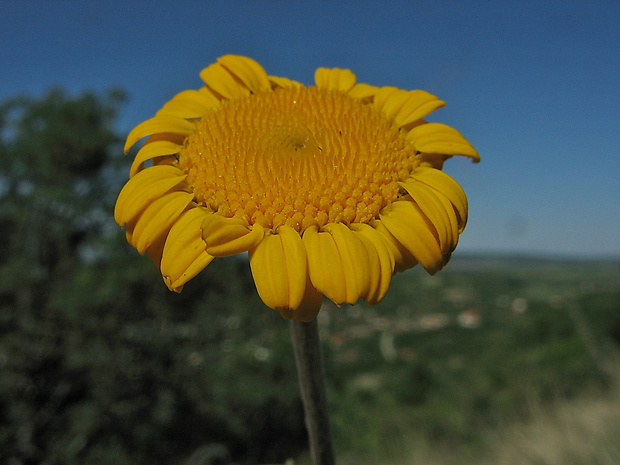 rumanovec farbiarsky Cota tinctoria subsp. subtinctoria  (Dobrocz.) Holub