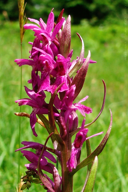 vstavačovec bazový Dactylorhiza sambucina (L.) Soó