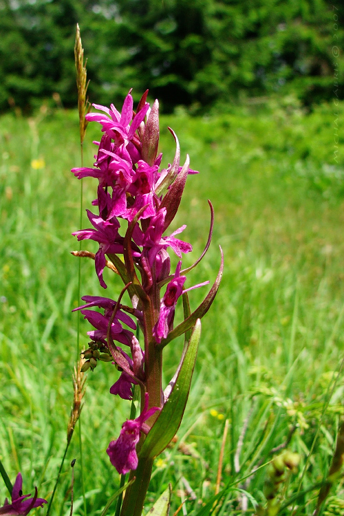 vstavačovec bazový Dactylorhiza sambucina (L.) Soó