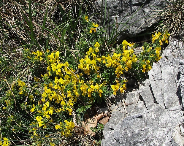 kručinka chlpatá Genista pilosa L.