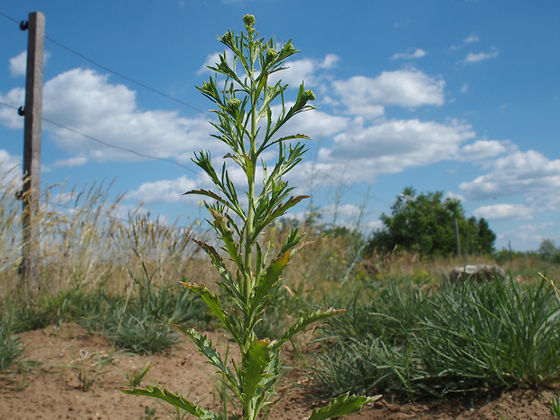 žerucha hustokvetá Lepidium densiflorum Schrad.