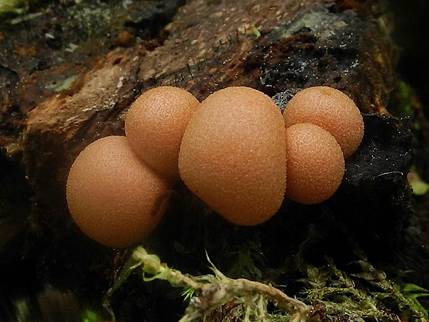 vlčinka Lycogala sp.