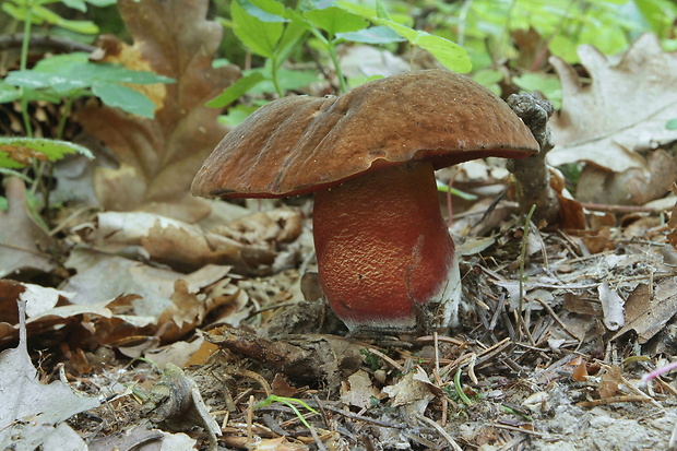 hríb zrnitohlúbikový Sutorius luridiformis (Rostk.) G. Wu & Zhu L. Yang