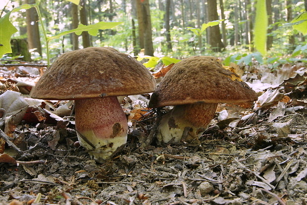 hríb zrnitohlúbikový Sutorius luridiformis (Rostk.) G. Wu & Zhu L. Yang