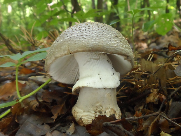 muchotrávka hrubá Amanita excelsa (Fr.) Bertill.