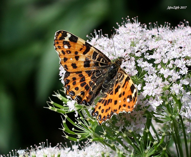 babôčka sieťkovaná - jarná Araschnia levana (Linnaeus, 1758)