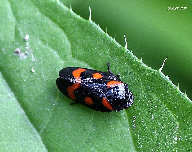 peniarka nižinná Cercopis sanguinolenta Scopoli, 1763