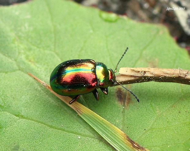 liskavka dúhová  Chrysolina fastuosa