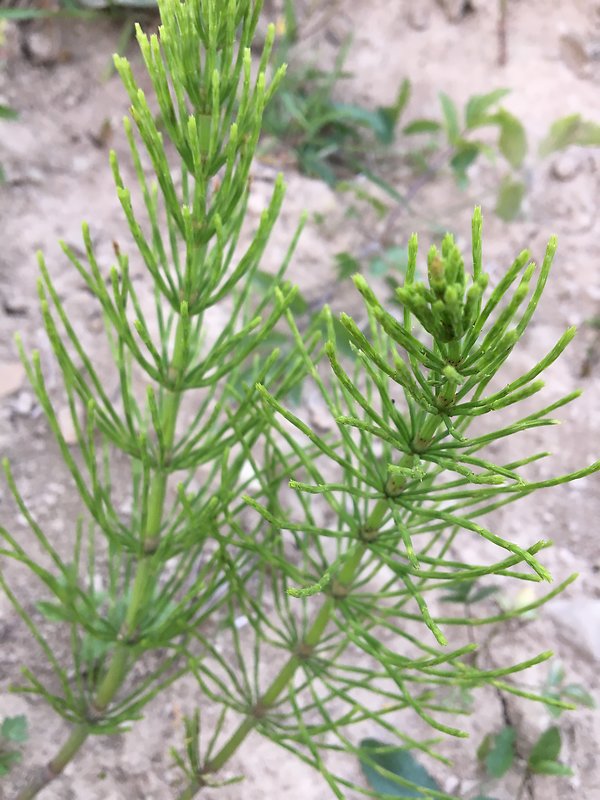 praslička roľná Equisetum arvense L.