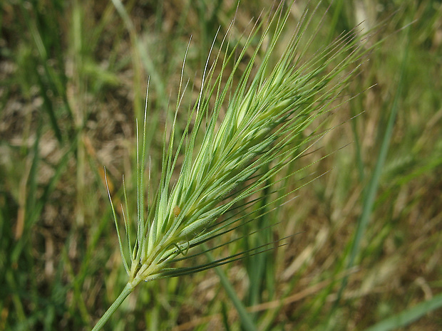 jačmeň tuhoštetinatý Hordeum geniculatum All.