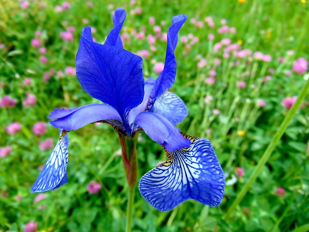 kosatec sibírsky Iris sibirica L.