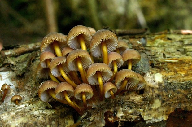 prilbička žltohlúbiková Mycena renati Quél.