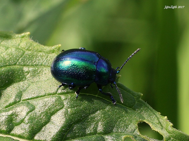 liskavka  Oreina caerulea Schrank, 1785