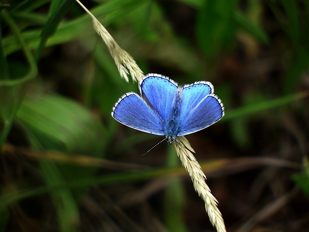 modráčik ďatelinový (sk) / modrásek jetelový (cz) Polyommatus bellargus