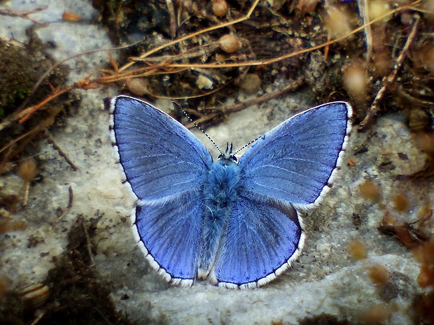 modráčik ďatelinový (sk) / modrásek jetelový (cz) Polyommatus bellargus Rottemburg, 1775