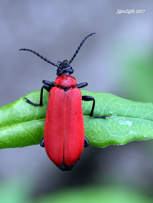 červenáčik ohnivý  Pyrochroa coccinea Linnaeus, 1761