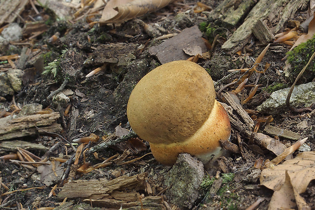 hríb zrnitohlúbikový Sutorius luridiformis (Rostk.) G. Wu & Zhu L. Yang