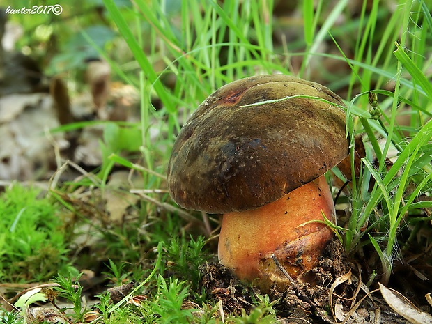 hríb zrnitohlúbikový Sutorius luridiformis (Rostk.) G. Wu & Zhu L. Yang