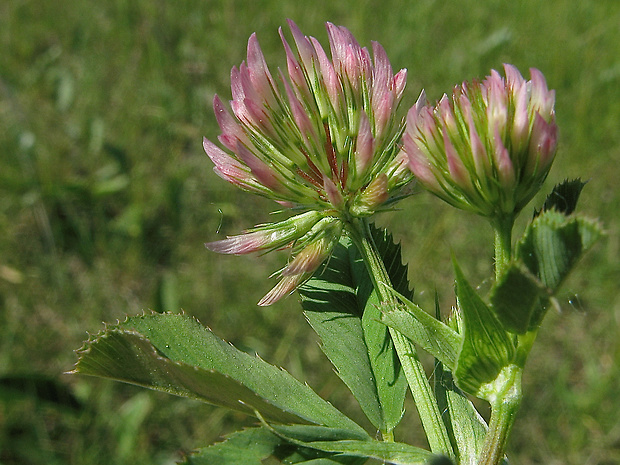 ďatelina hranatá Trifolium angulatum Waldst. et Kit.