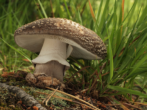 muchotrávka hrubá Amanita excelsa (Fr.) Bertill.