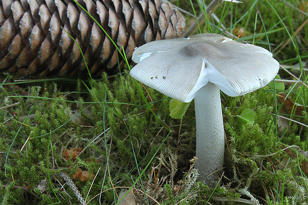 muchotrávka pošvatá Amanita vaginata (Bull.) Lam.