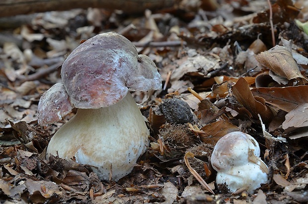 hríb sosnový Boletus pinophilus Pil. et Dermek in Pil.