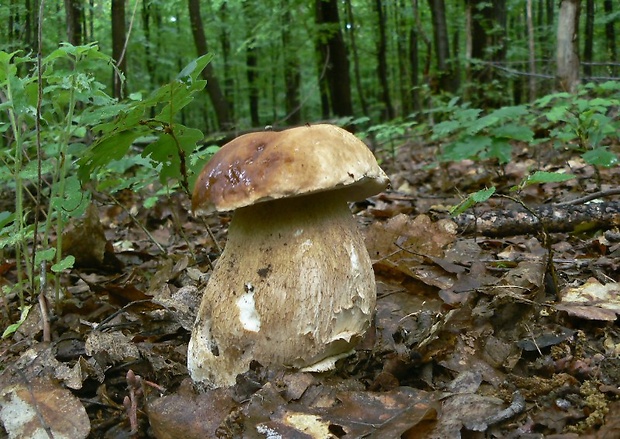 hríb dubový Boletus reticulatus Schaeff.