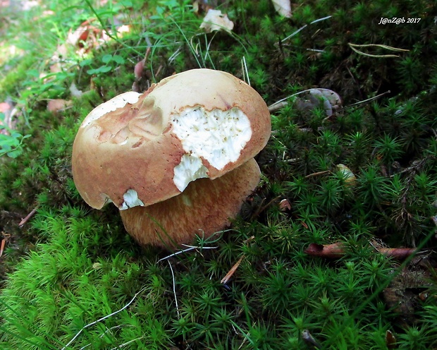 hríb dubový Boletus reticulatus Schaeff.