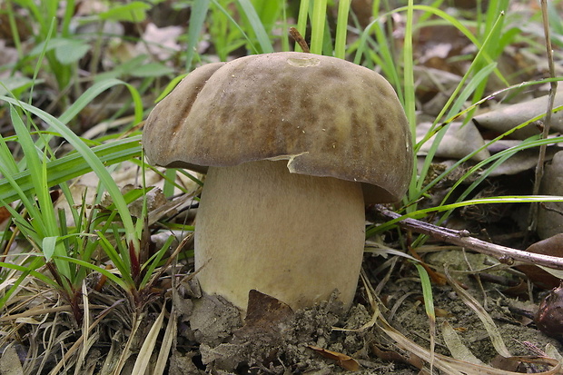 hríb dubový Boletus reticulatus Schaeff.