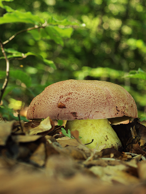 hríb kráľovský Butyriboletus regius (Krombh.) D. Arora & J.L. Frank