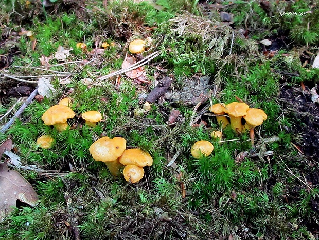 kuriatko jedlé Cantharellus cibarius Fr.