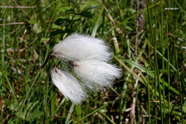 páperník úzkolistý Eriophorum angustifolium Honck.