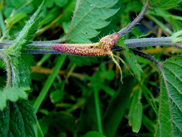 hrdza Puccinia sp.