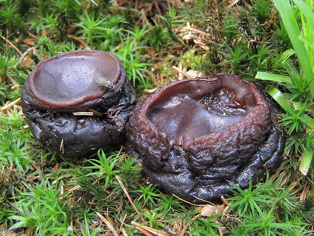 mäsovec guľatý Sarcosoma globosum (Schmidel) Casp.