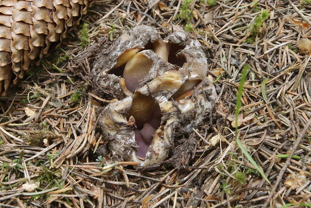 tulipánovka fialová Sarcosphaera coronaria (Jacq.) J. Schröt.