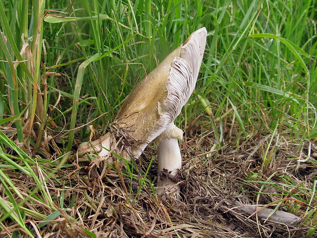 golierovka slamomilná Stropharia rugosoannulata Farl. ex Murrill