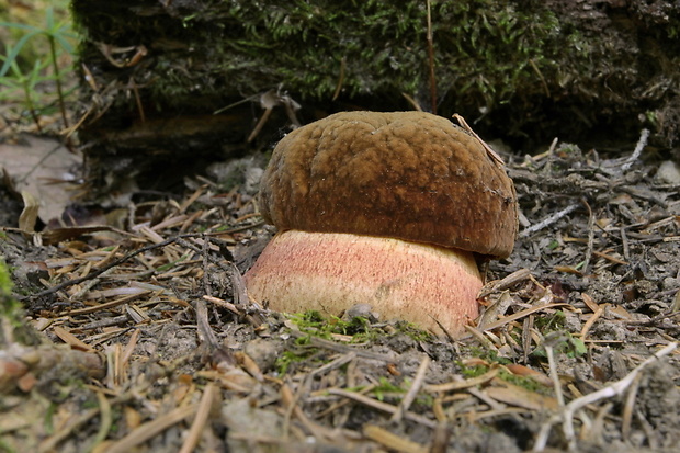 hríb zrnitohlúbikový Sutorius luridiformis (Rostk.) G. Wu & Zhu L. Yang