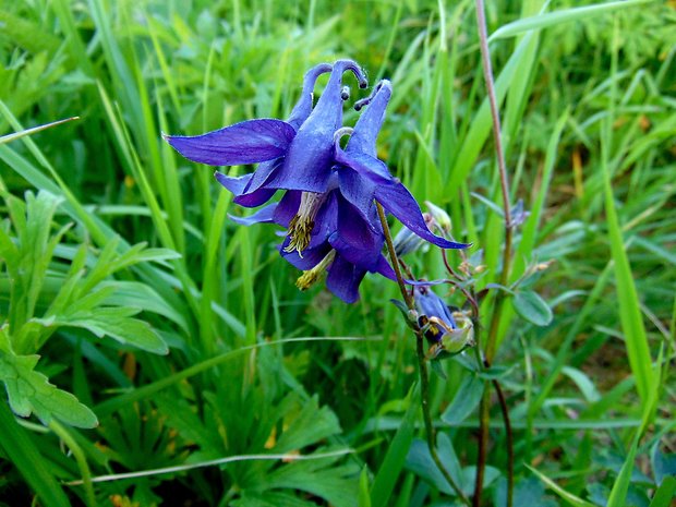 orlíček obyčajný Aquilegia vulgaris L.